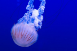 神奇海洋生物海吉星