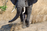 大象册(大象册：世界上最大的陆生动物)
