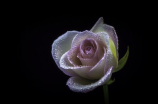 19朵玫瑰花语(19朵玫瑰花语：表达爱意的最佳数目)