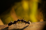 【蚂蚁庄园今日答案】探秘蚂蚁庄园的奇妙世界